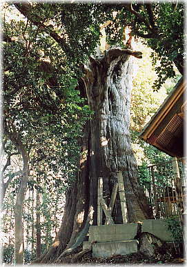 画像:土屋神社神木スギ_2