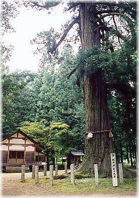 画像:槻本神社のスギ