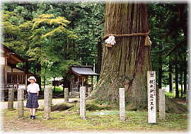 画像:槻本神社のスギ(幹と並ぶ)