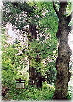 画像：熊野神社の大杉