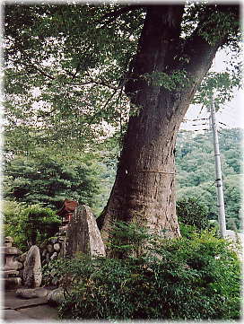画像:鶴川のケヤキ