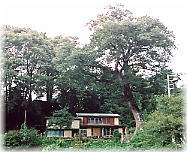 画像:鶴川のケヤキ(全景)