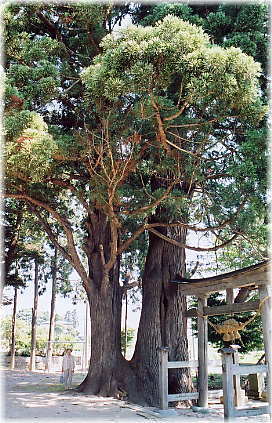 画像:蘊安神社のスギ(幹と並ぶ)