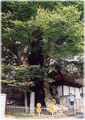 画像:雲昌寺の大ケヤキ(幹と並ぶ)