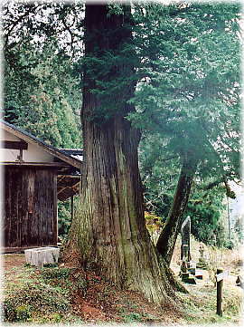 画像:有洞のサワラ