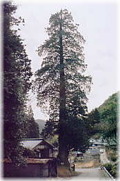 画像:有洞のサワラ(全景)