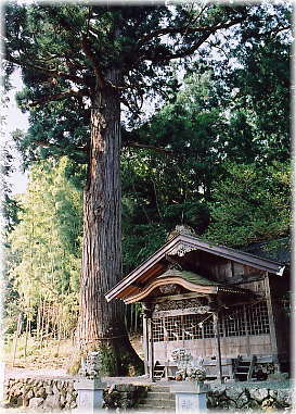 画像：早稲田神社の大杉