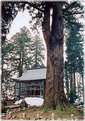 画像:山田郷総社神明宮の大杉