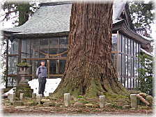 画像:山田郷総社神明宮の大杉(幹と並ぶ)
