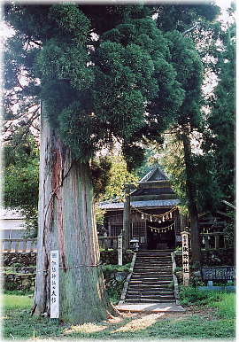 画像:諏訪神社の大杉