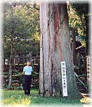 画像:諏訪神社の大杉(幹と並ぶ)
