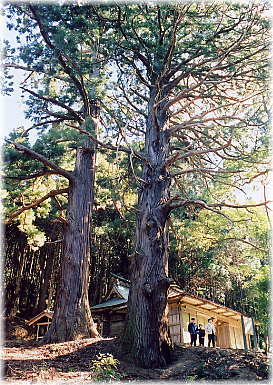 画像:八坂神社の二本スギ(幹と並ぶ)