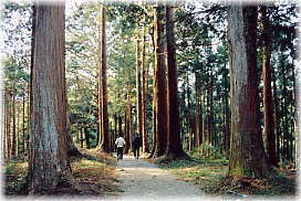 画像:八坂神社参道