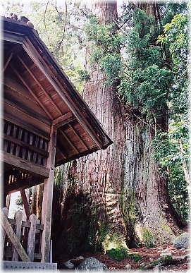 画像:八劒神社の大杉
