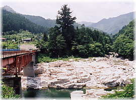 画像:八劒神社の大杉(遠景)