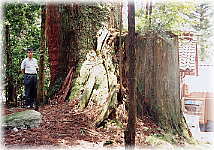 画像:八劒神社の大杉(幹と並ぶ)