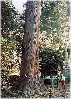 画像:八和田神社の大スギ(幹と並ぶ)