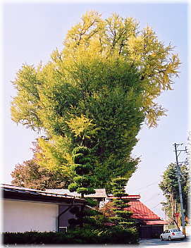 画像:吉野荒井堂のイチョウ(全景)