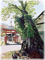 画像：八日市場八幡神社のケヤキ（２）