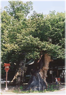 画像：湯福神社のケヤキ