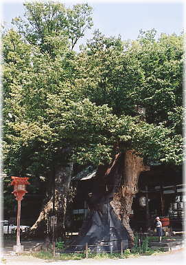 画像:湯福神社のケヤキ