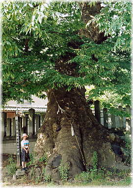 画像:湯福神社のケヤキ(2)(幹と並ぶ)