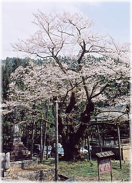 画像:明日の大桜_1