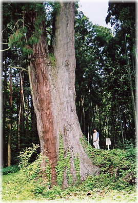 画像:阿弥陀瀬の大杉