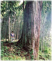 画像:阿弥陀瀬の大杉(幹と並ぶ)