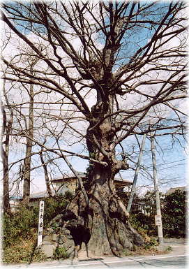 画像:穴薬師のケヤキ