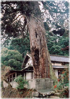 画像:大日堂のスギ