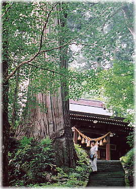 画像：熊野神社のスギ（幹と並ぶ）