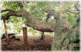 画像：茨島のトチノキ（横に伸びた枝）
