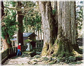 画像:千垣白山社のイチョウ(幹と並ぶ)