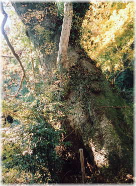 画像:智満寺のクスノキ(仁王門脇のクスノキ)