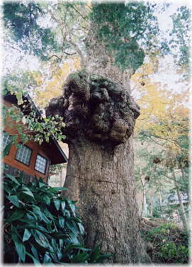 画像:智満寺のクスノキ(鐘楼脇のクスノキ)