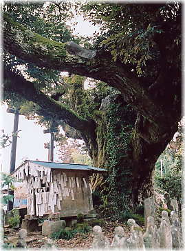 画像:出島のシイ_1