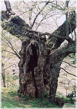 画像:殿入ザクラ_1