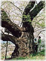 画像:殿入ザクラ_3