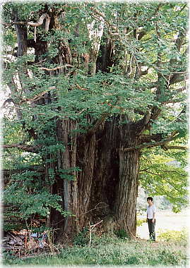 �摜�F�f�c���m�e����ǁi���ƕ��ԁj