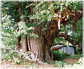 �摜�F�f�c���m�e�����