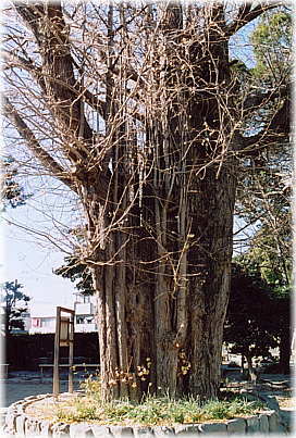 画像:栄秀寺の公孫樹