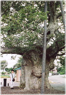 画像:深川のツキ(幹と並ぶ)