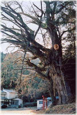 画像:福士金山神社のイチョウ