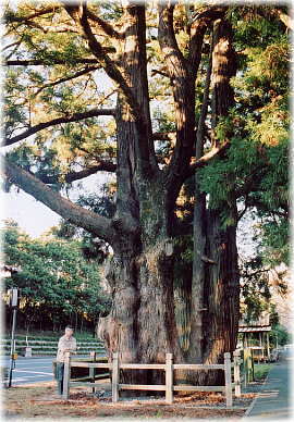 画像:船明の二本杉(幹と並ぶ)