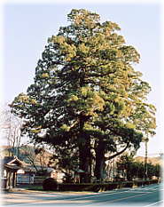 画像:船明の二本杉(全景)