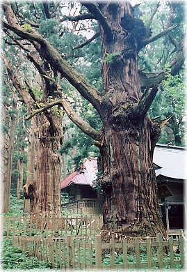 画像:巌鬼山神社の大杉