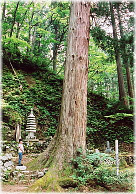 画像:義雲杉(幹と並ぶ)