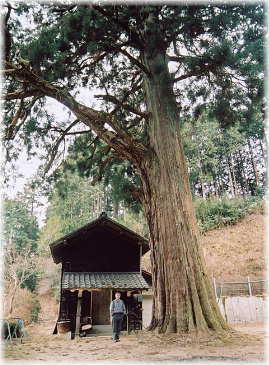 画像:五反田の二本スギ(向かって左)(幹と並ぶ)