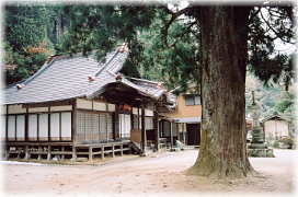 画像:五反田の二本スギ(向かって右)